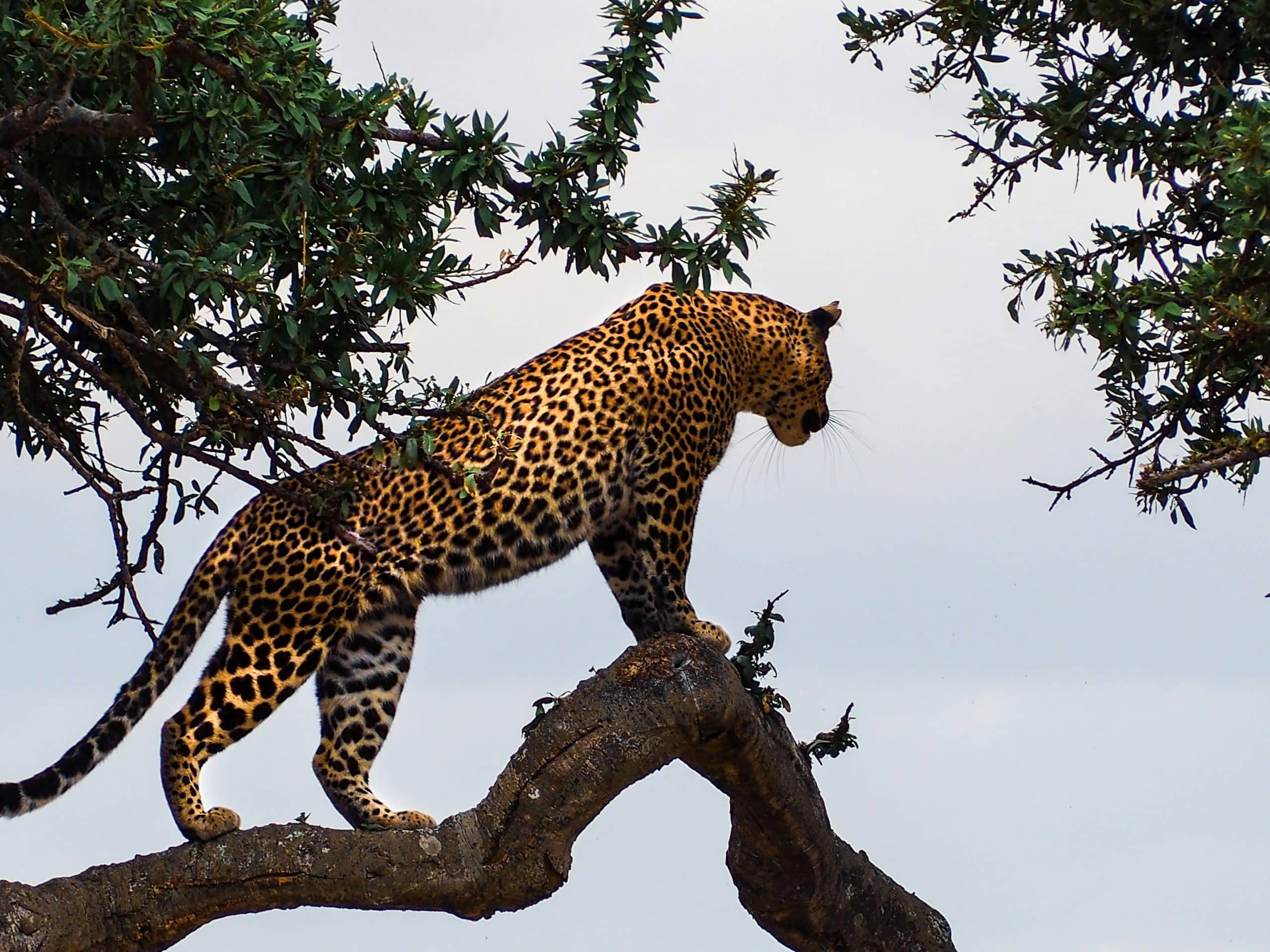 réserve masai mara safari eco-responsable influence responsable wagram et vous
